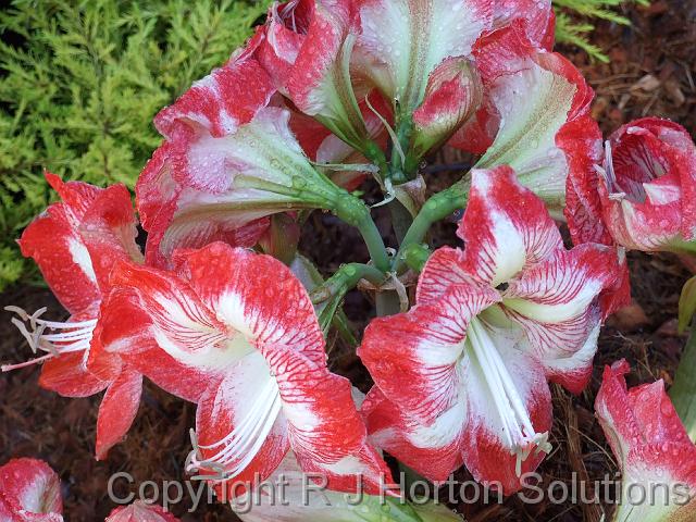 Hippeastrum red and white